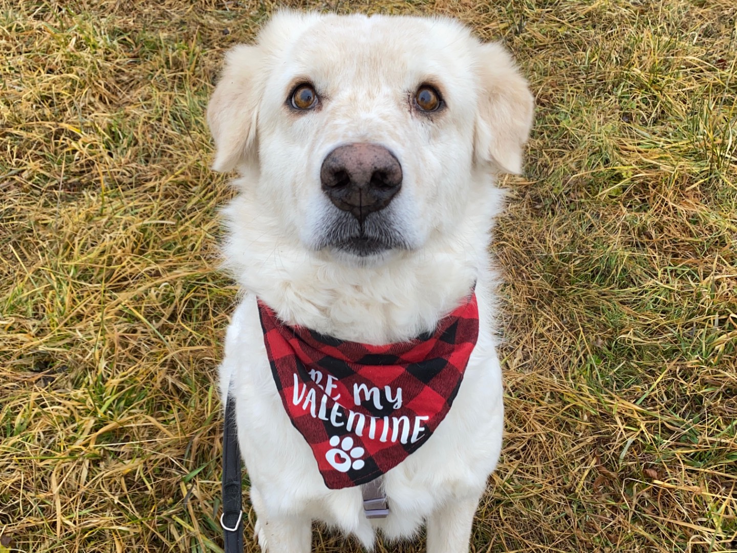 Adotta un cane, taglia grande, maschio, Varese