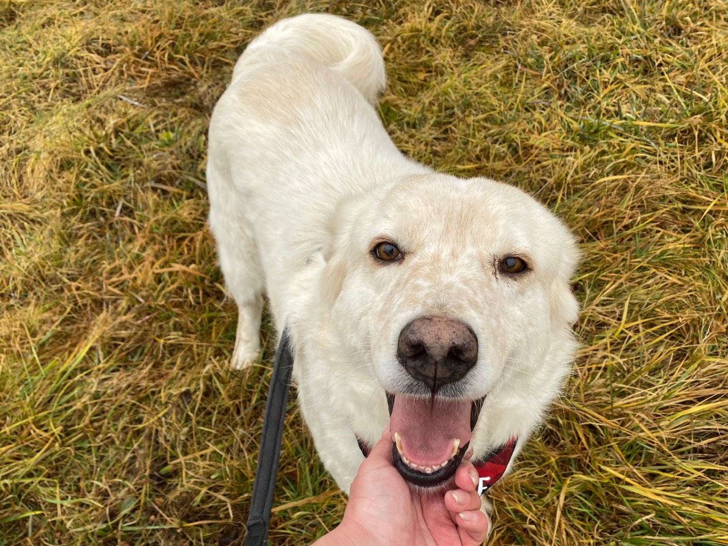 Vuoi adottare un cane a Varese?