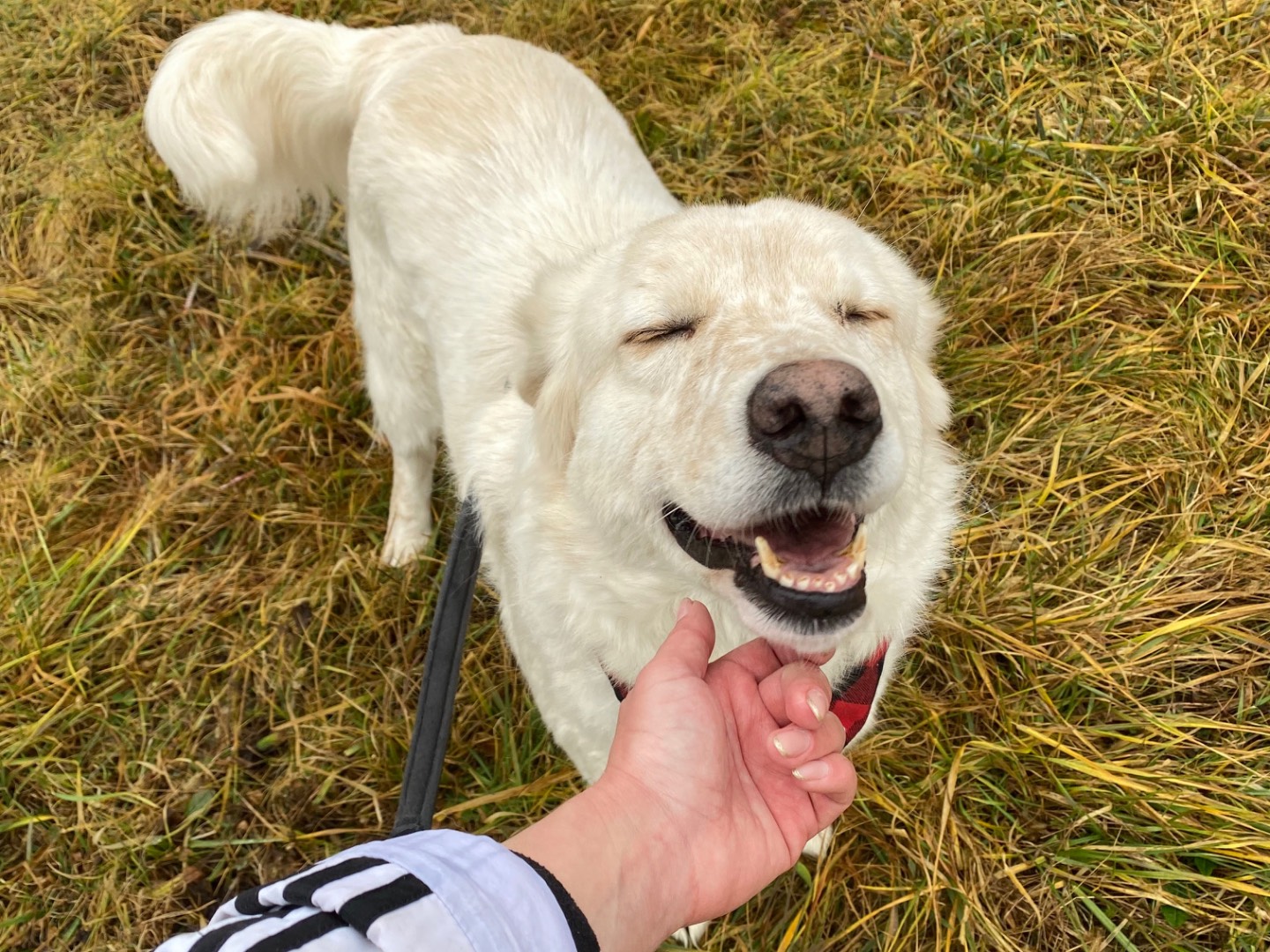 Adotta il cane Lucas a Varese