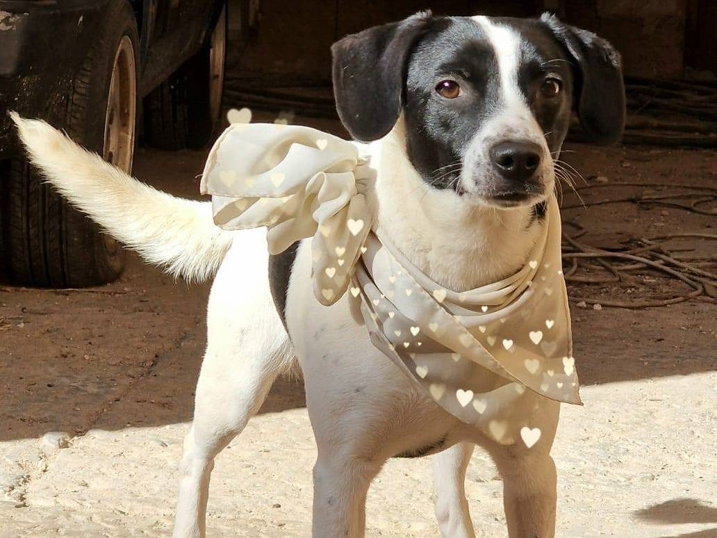 Adotta un cane, maschio, 1 anno e 4 mesi , Catania