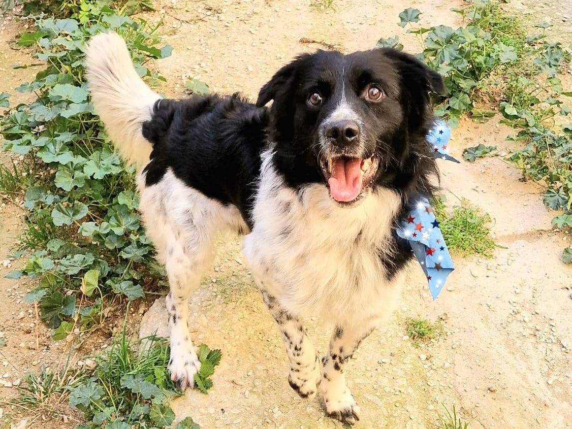 Adotta un cane, taglia media, maschio, Catania