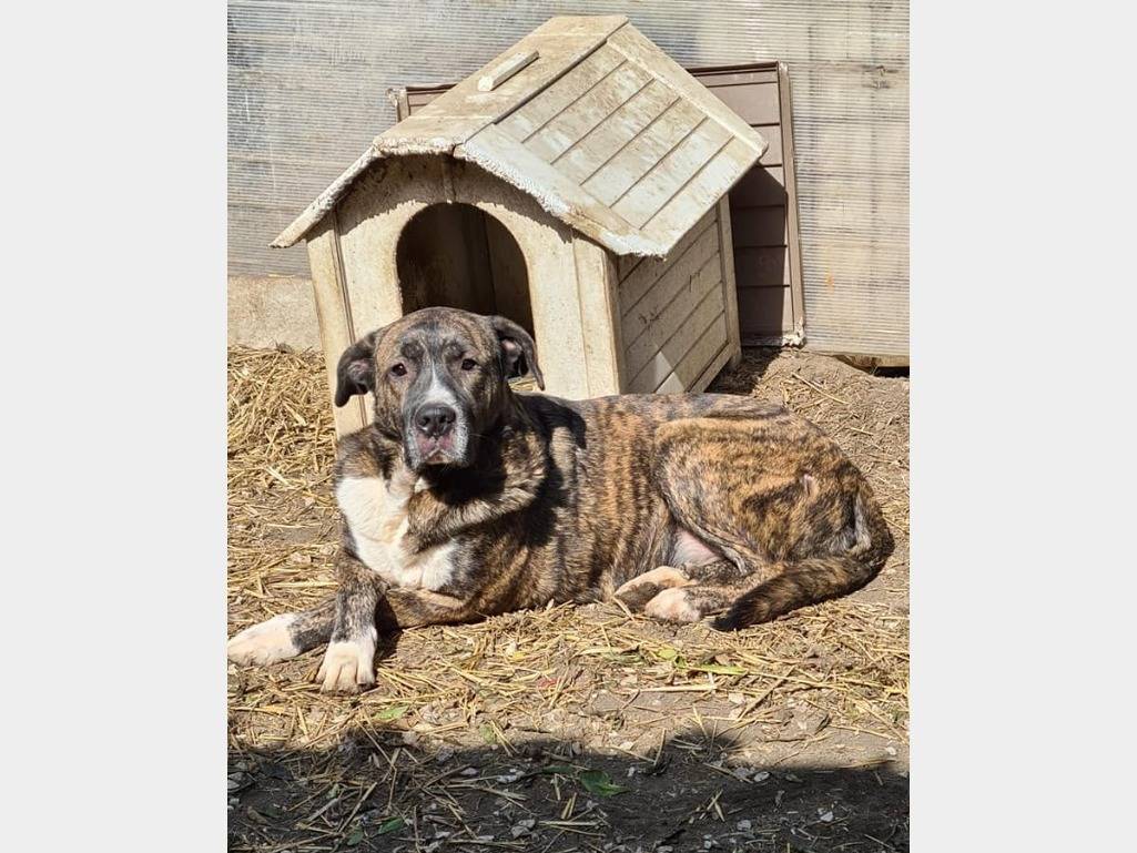 Adozione cane, maschio, Razza sconosciuta Razza sconosciuta, 8 anni  e 10 mesi , taglia grande, Napoli