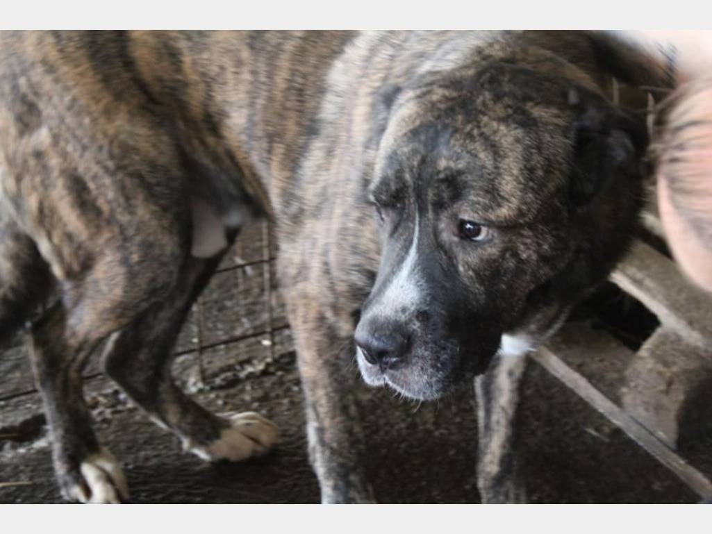 Foto dell'animale