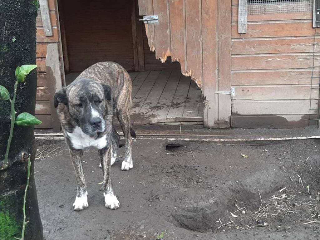 Vuoi adottare un cane a Napoli?