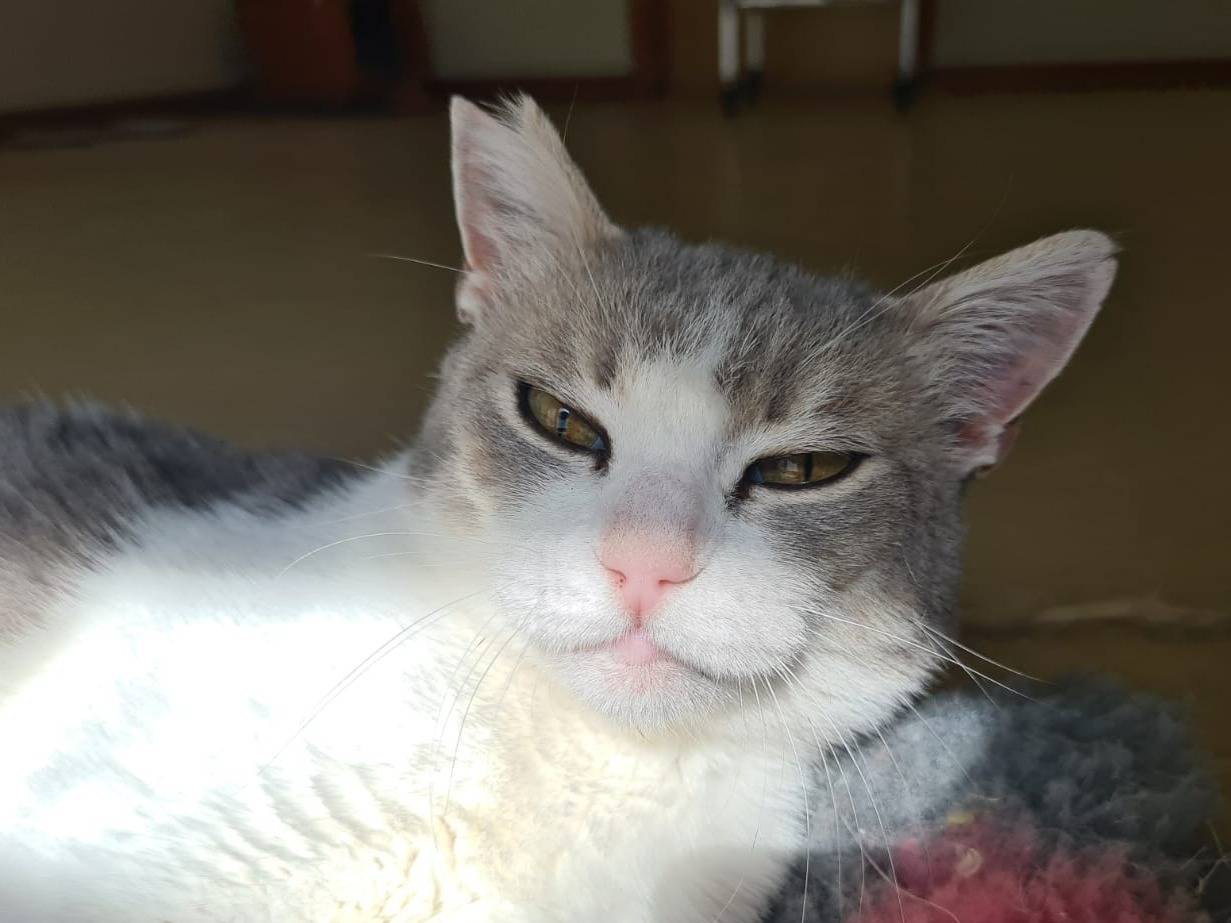 Adotta un gatto, femmina, 1 anno e 11 mesi , Bari