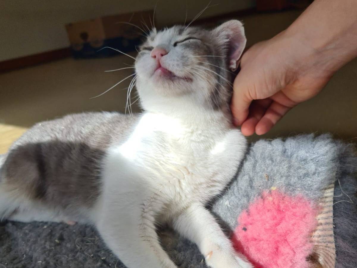 Adotta un gatto, taglia non valida, femmina, Bari