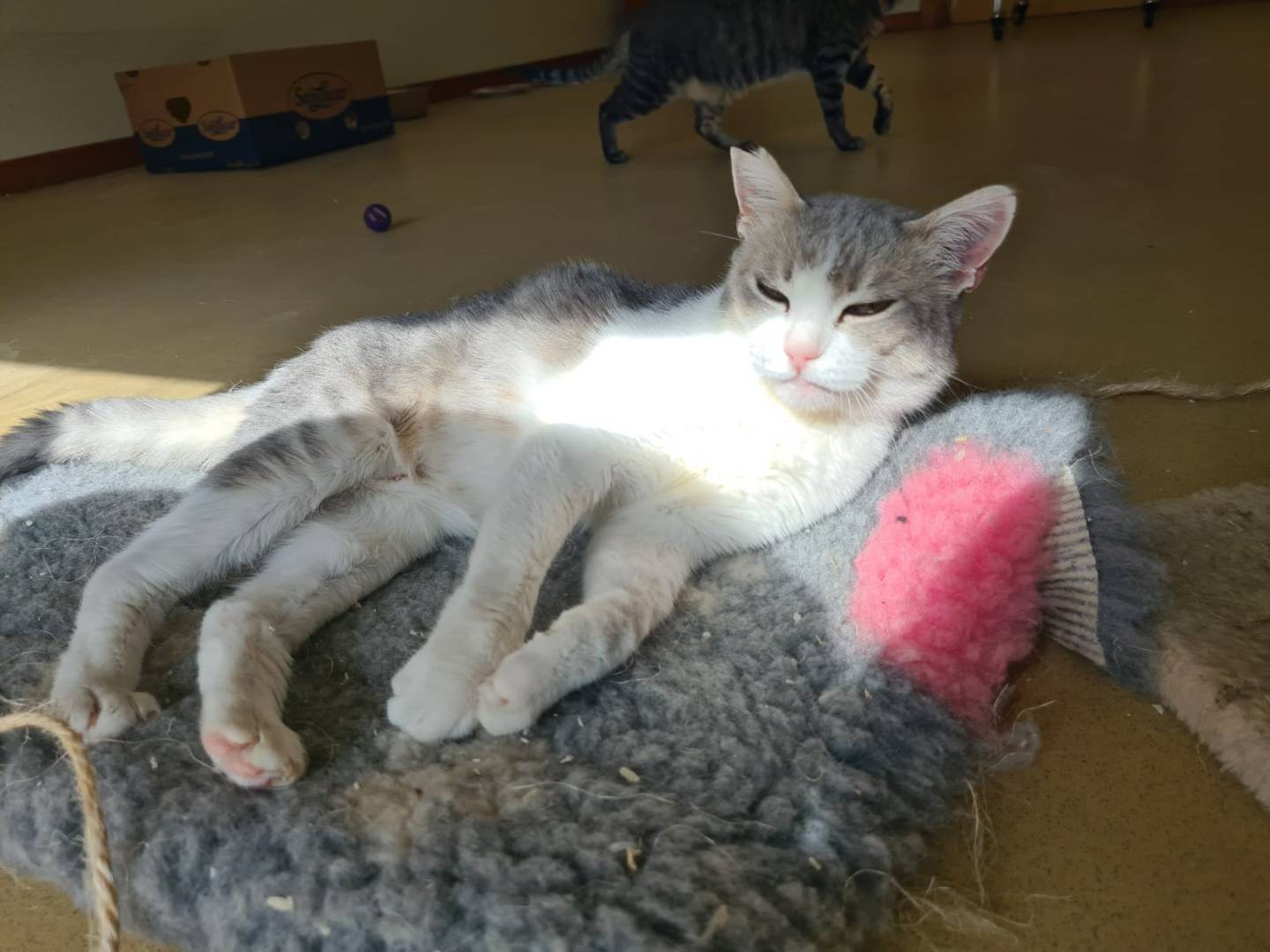 Vuoi adottare un gatto a Bari?