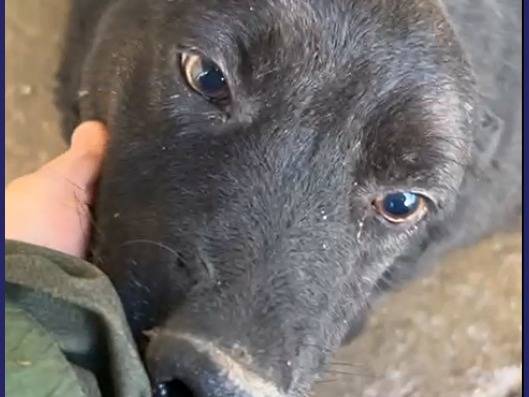 Adotta un cane, femmina, 6 anni  e 11 mesi , Caserta
