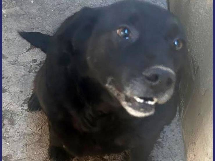 Adotta un cane, taglia media contenuta, femmina, Caserta