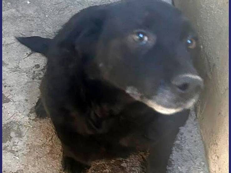Vuoi adottare un cane a Caserta?