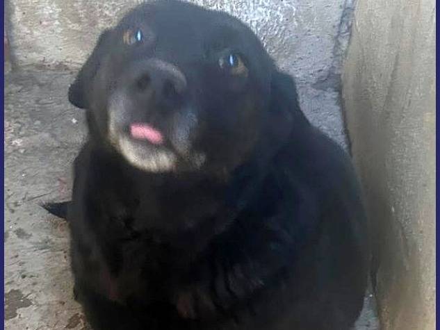 Adotta il cane SABA a Caserta