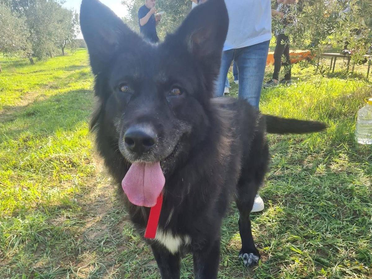 Adotta il cane Rambo a Taranto