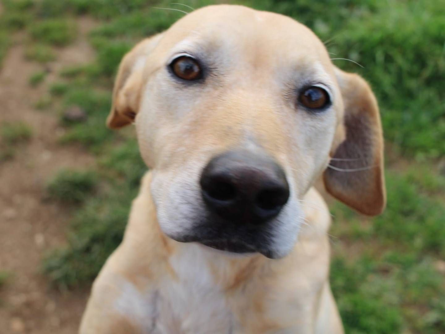 Adozione cane, femmina, Razza sconosciuta Razza sconosciuta, 10 anni  e 1 mese, taglia media, Varese