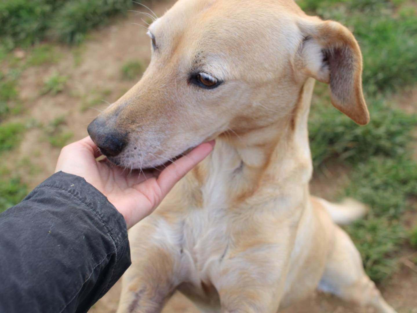Adotta un cane, femmina, 10 anni  e 1 mese, Varese