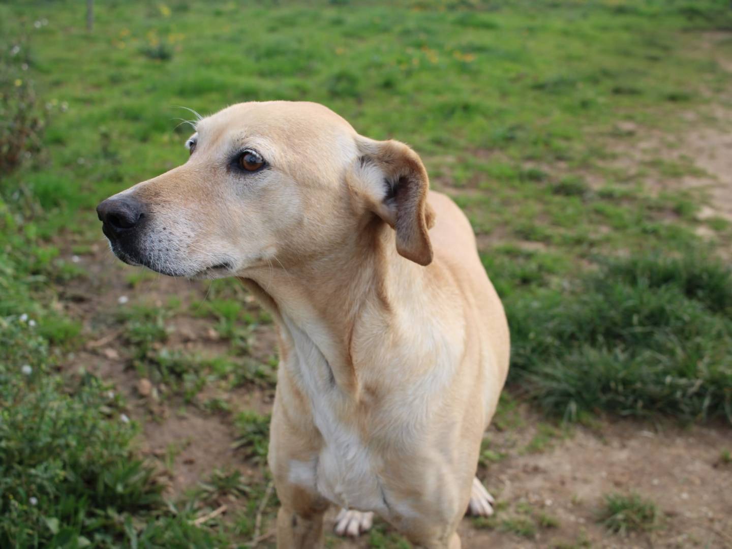 Adotta un cane, taglia media, femmina, Varese