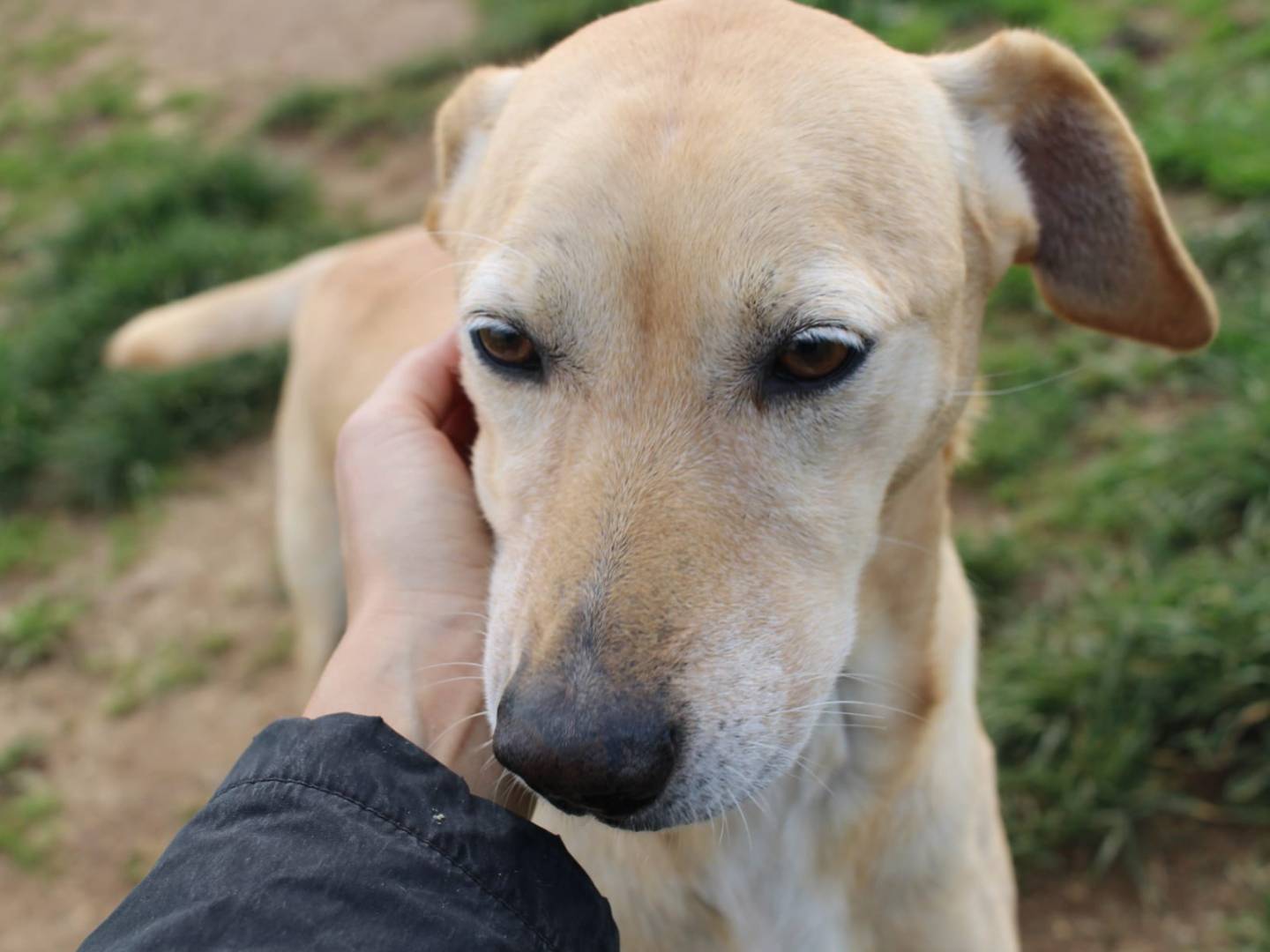 Vuoi adottare un cane a Varese?