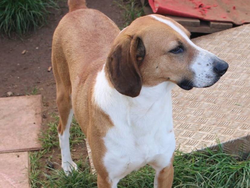 Adotta un cane, maschio, 5 anni  e 2 mesi , Vibo