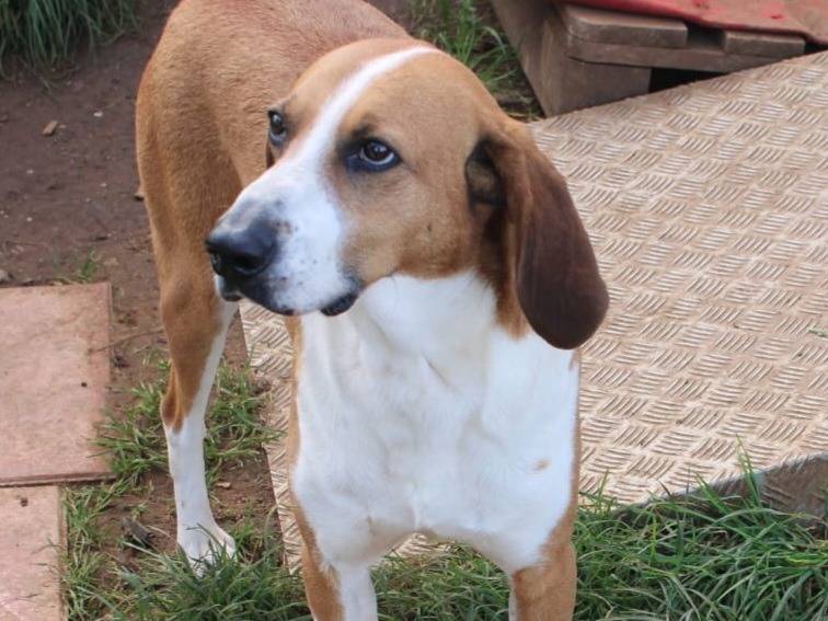 Vuoi adottare un cane a Vibo?