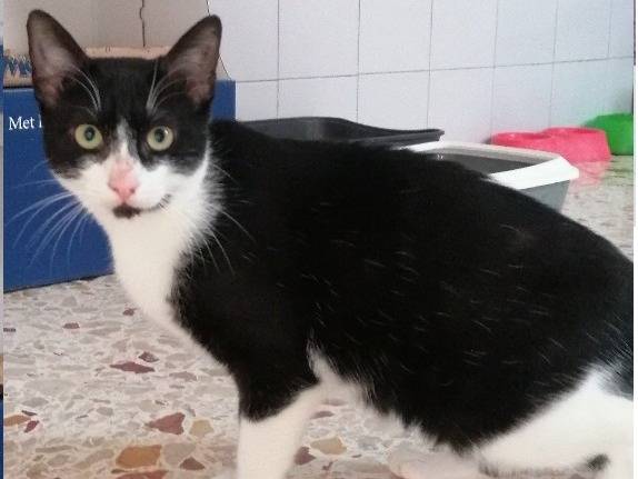 Adozione gatto, femmina, Razza sconosciuta Razza sconosciuta, 2 anni e 7 mesi, taglia non valida, Trapani