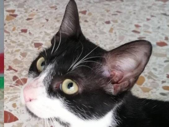Adotta un gatto, femmina, 2 anni e 7 mesi, Trapani