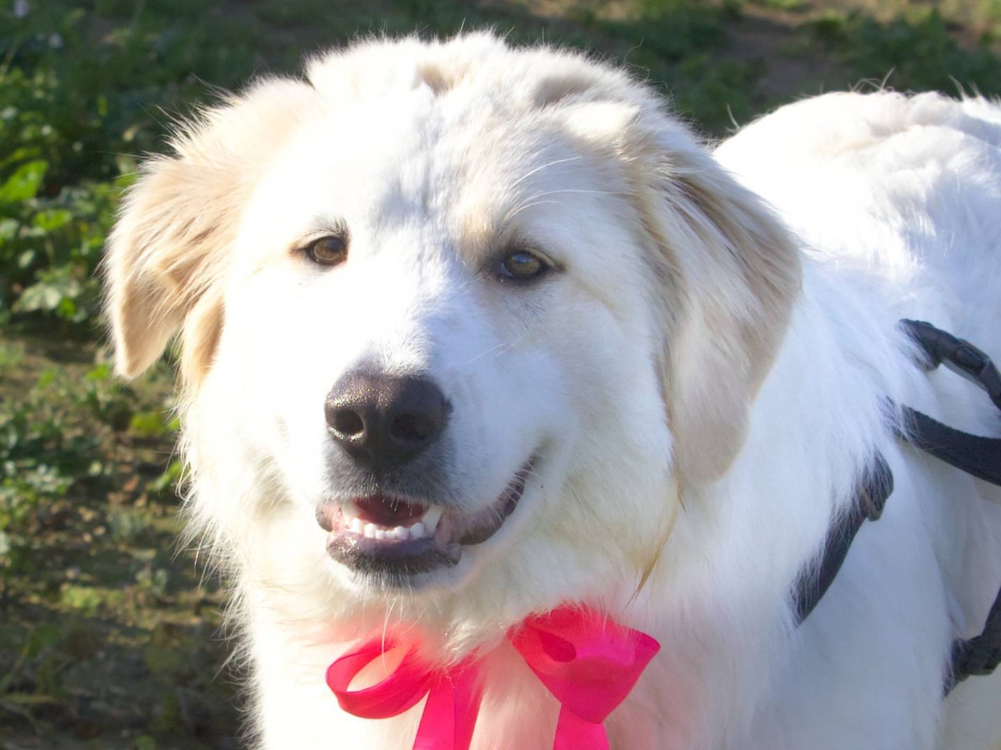 Adozione cane, femmina, Pastore maremmano Razza sconosciuta, 2 anni e 3 mesi, taglia media, Torino