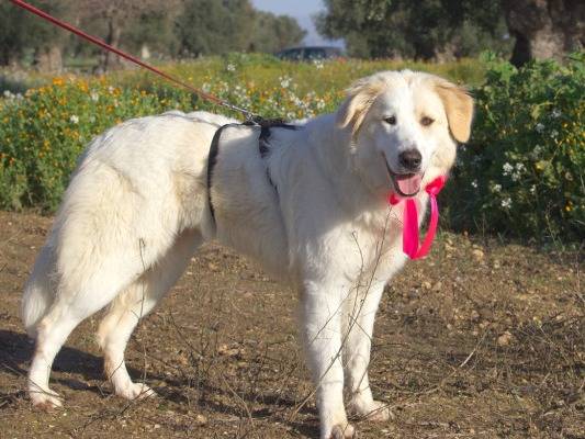 Adotta un cane, femmina, 2 anni e 3 mesi, Torino