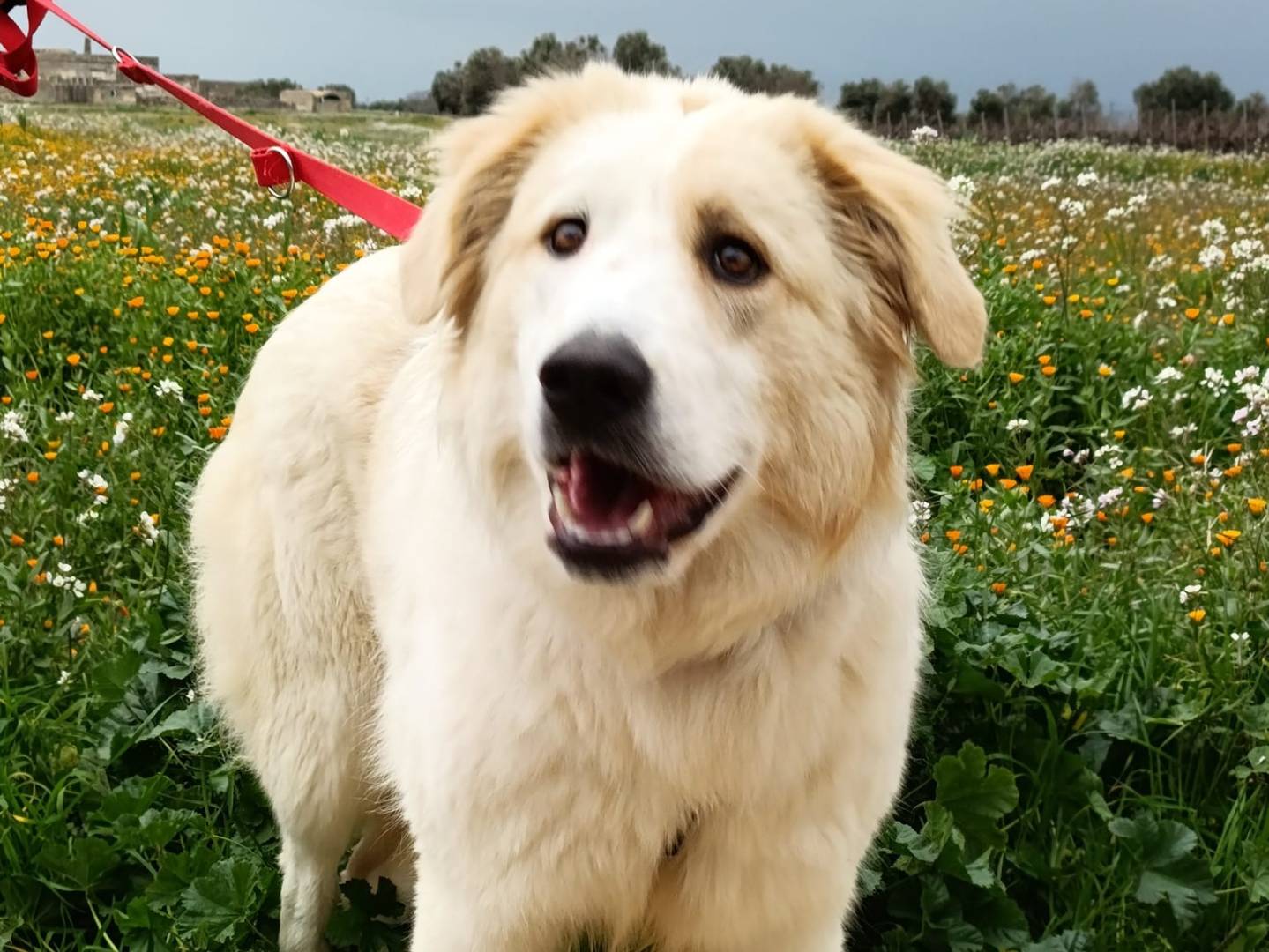 Adotta un cane, taglia media, femmina, Torino