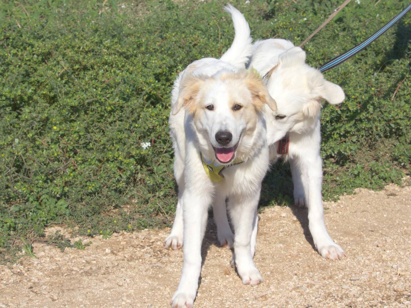 Vuoi adottare un cane a Torino?