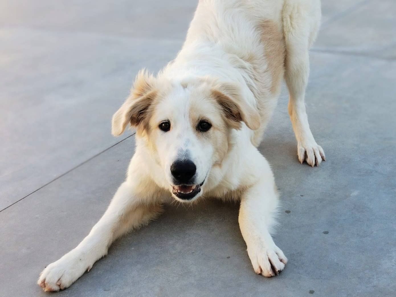 Adotta il cane Cuba a Torino