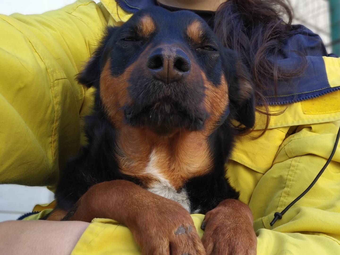 Foto dell'animale