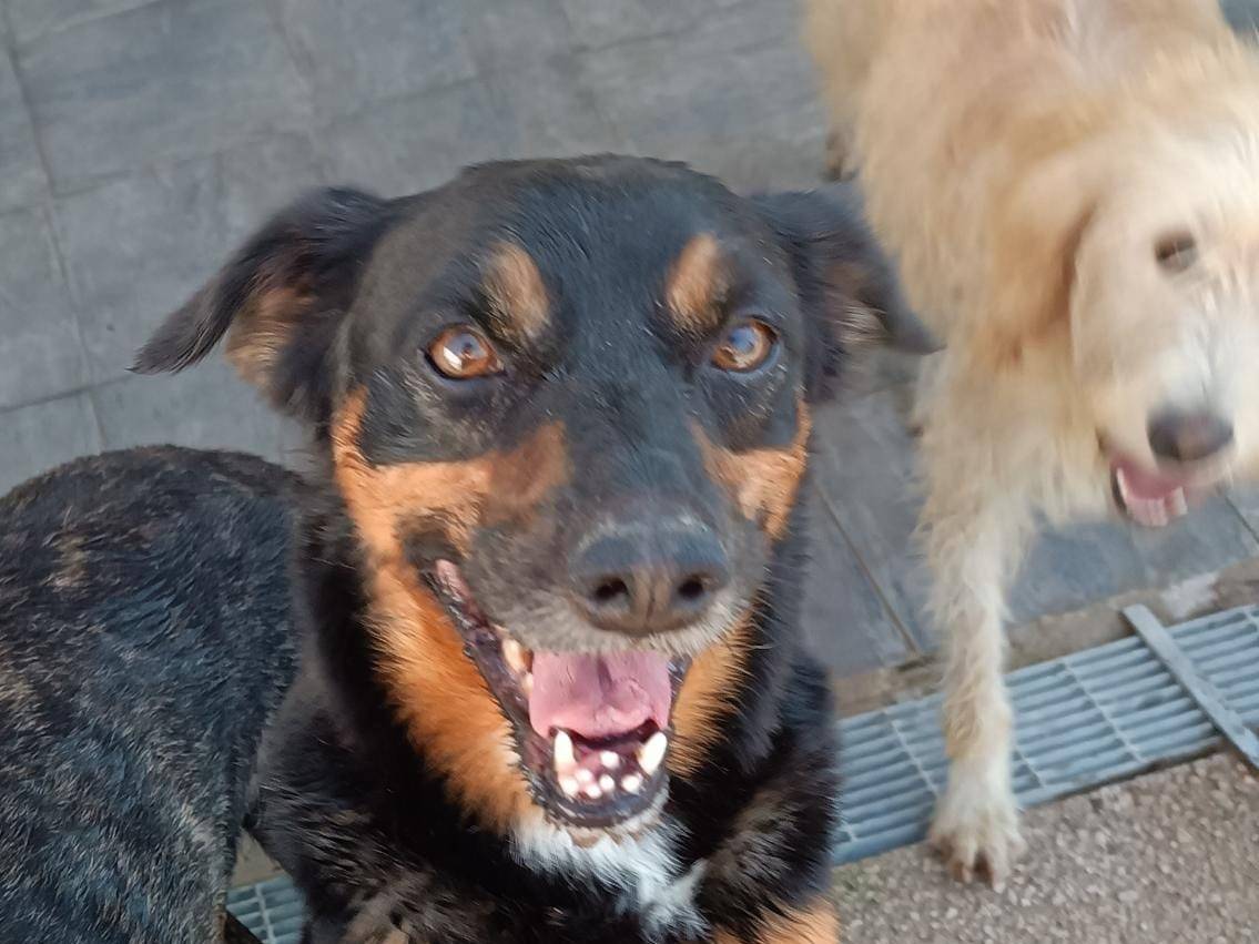 Adotta un cane, taglia piccola, maschio, Caserta
