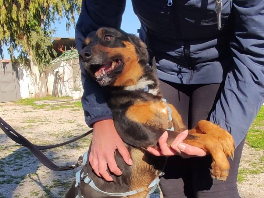Adotta il cane MORK a Caserta