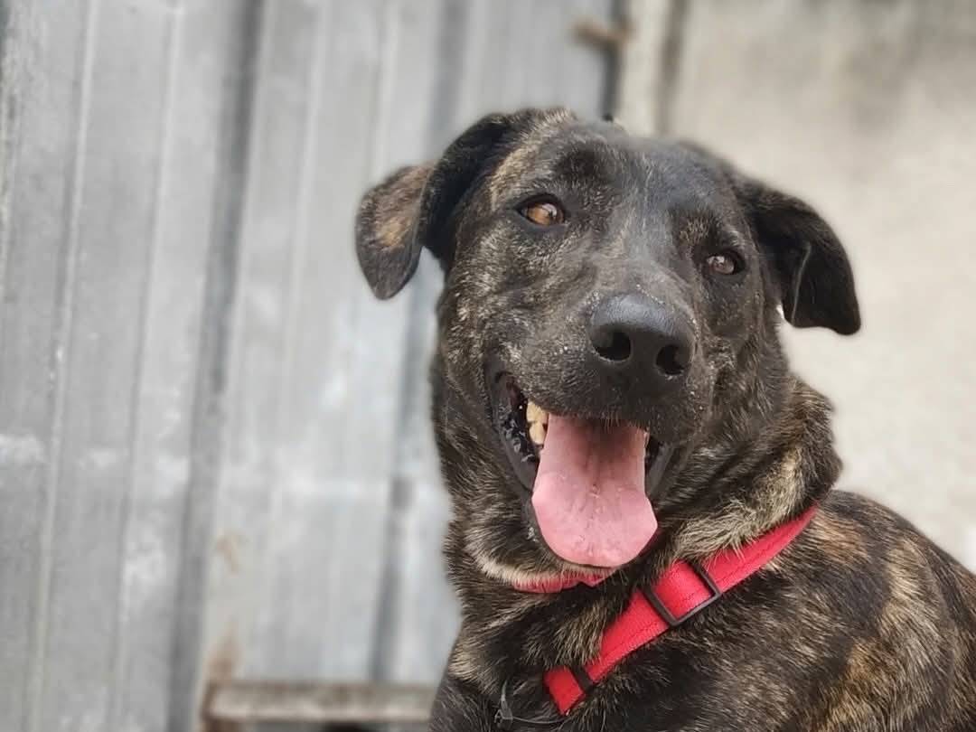 Adotta un cane, taglia media, femmina, Caserta