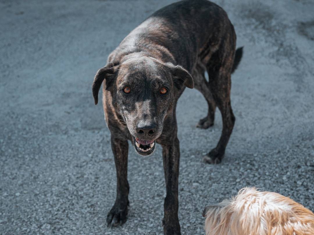 Vuoi adottare un cane a Caserta?