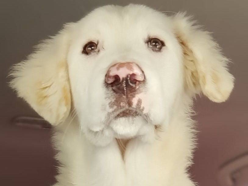 Adozione cane, maschio, Razza sconosciuta Razza sconosciuta, 4 mesi, taglia grande, Taranto