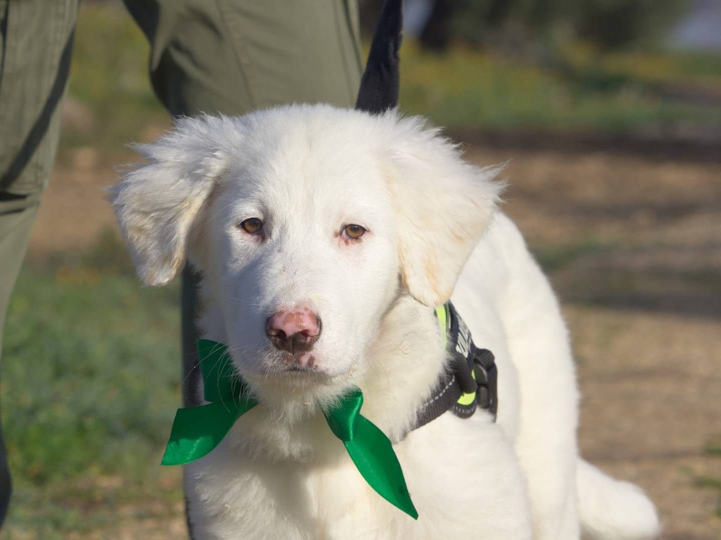 Adotta il cane Nix a Taranto