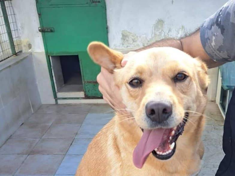 Adotta un cane, maschio, 4 anni  e 3 mesi , Caserta
