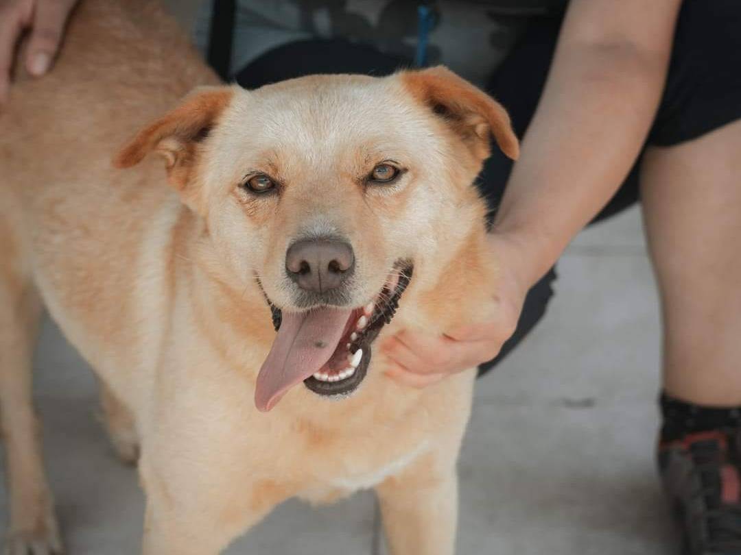 Adotta un cane, taglia media contenuta, maschio, Caserta