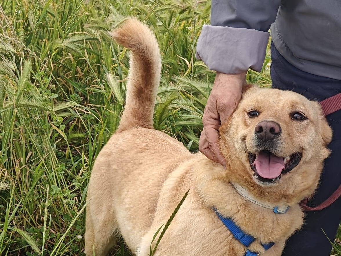 Vuoi adottare un cane a Caserta?