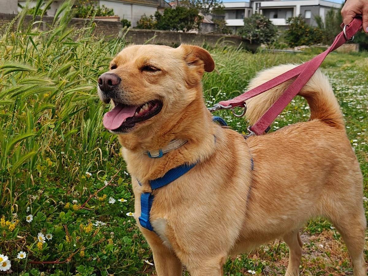 Adotta il cane ZAISS a Caserta