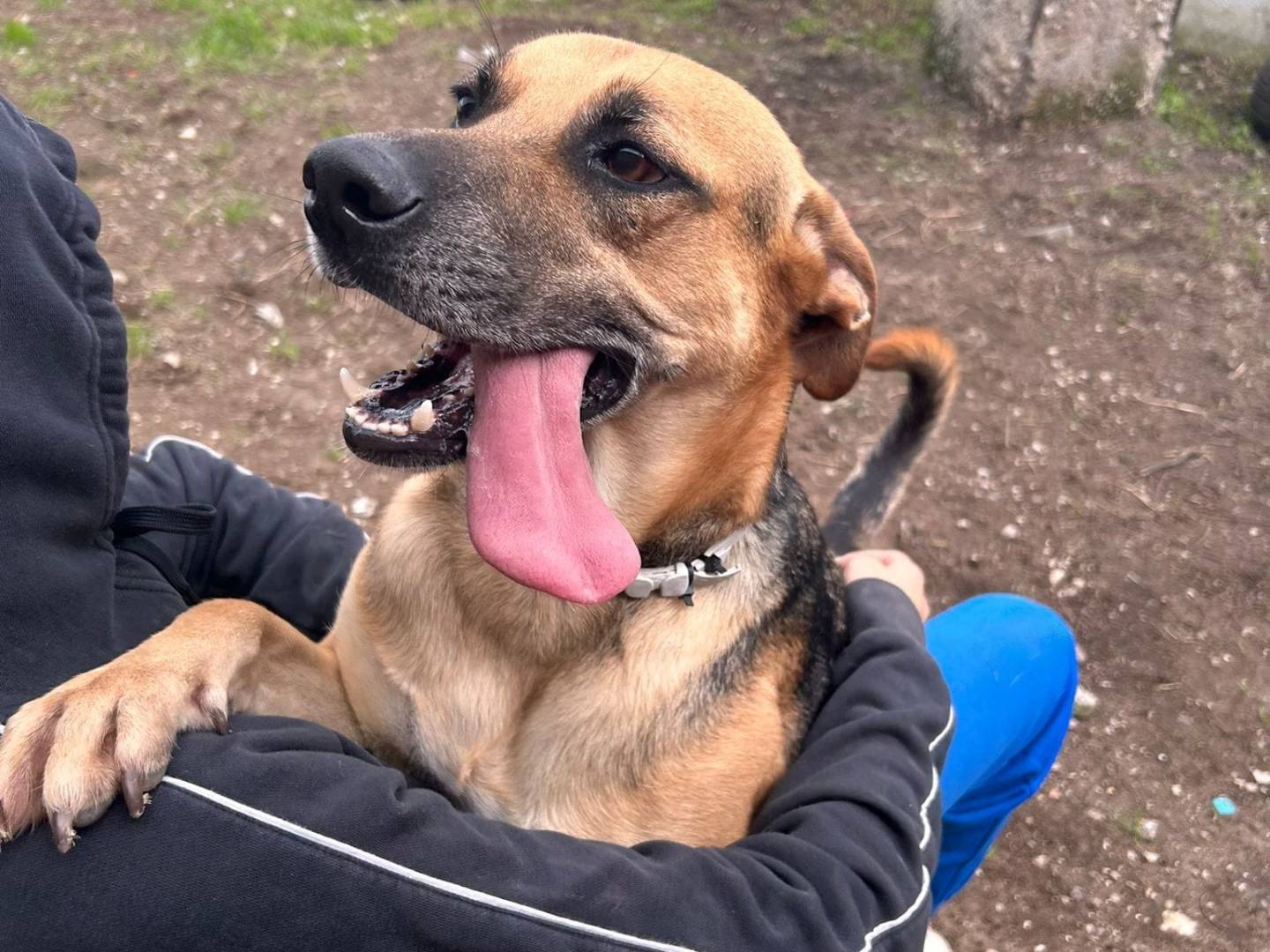 Adotta un cane, taglia media contenuta, maschio, Caserta
