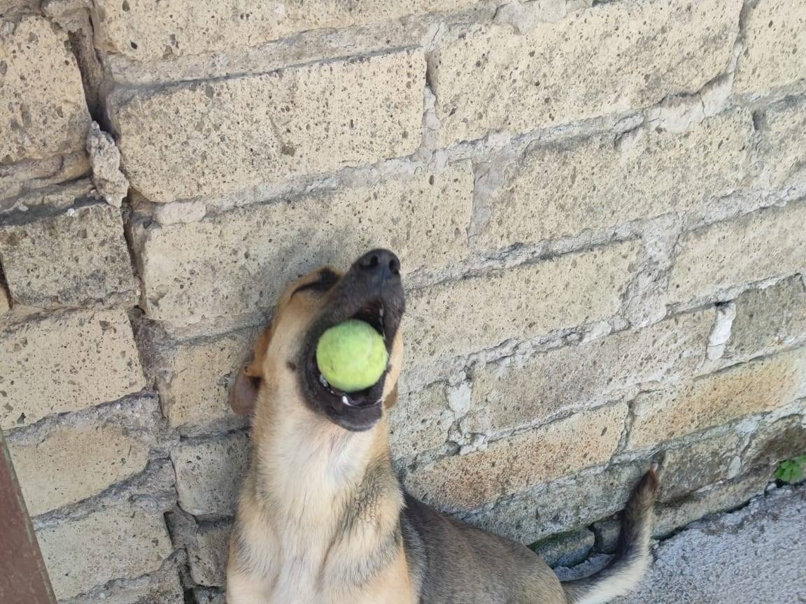 Adotta il cane TOBY a Caserta