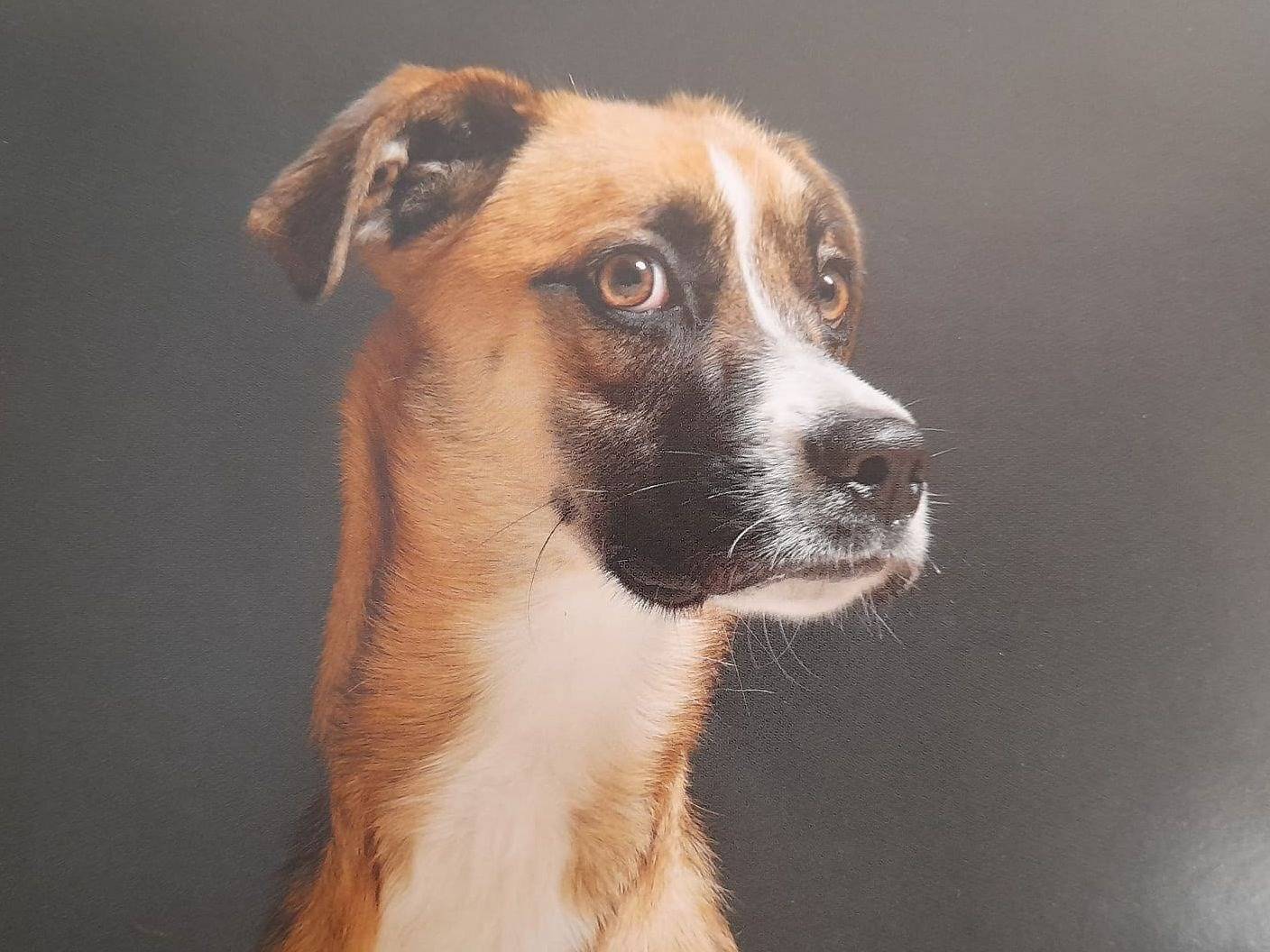 Adotta un cane, maschio, 4 anni  e 6 mesi , Caserta