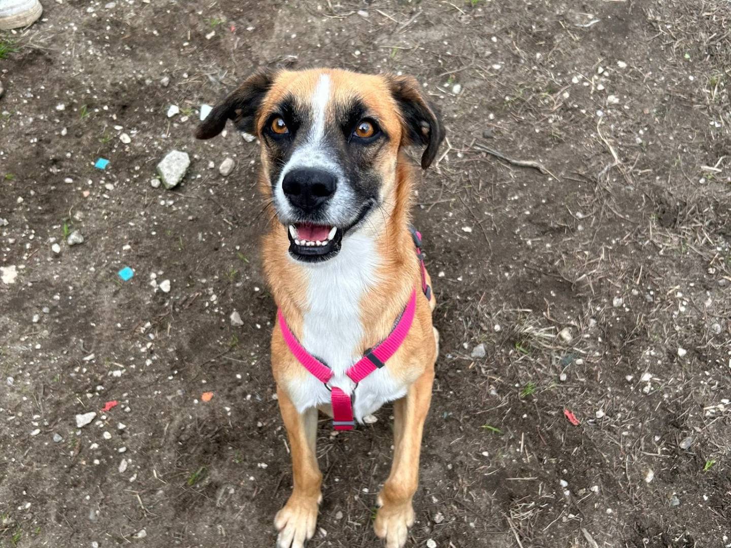 Adotta un cane, taglia media contenuta, maschio, Caserta