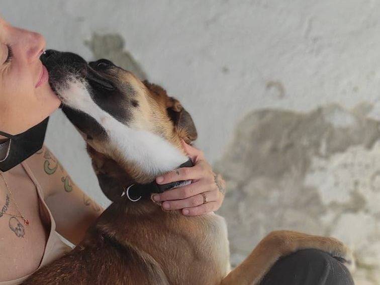 Vuoi adottare un cane a Caserta?