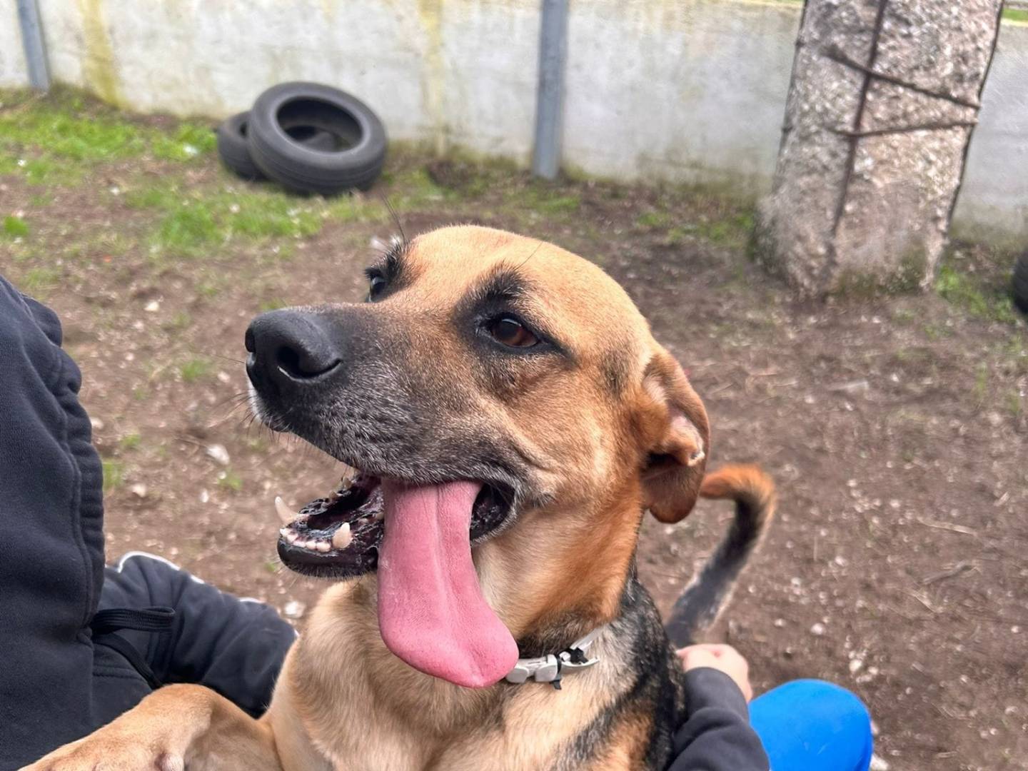 Adotta il cane LEO SLINKY  a Caserta