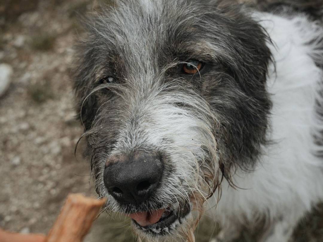 Adozione cane, maschio, Spinone Razza sconosciuta, 2 anni  e 11 mesi , taglia grande, Caserta
