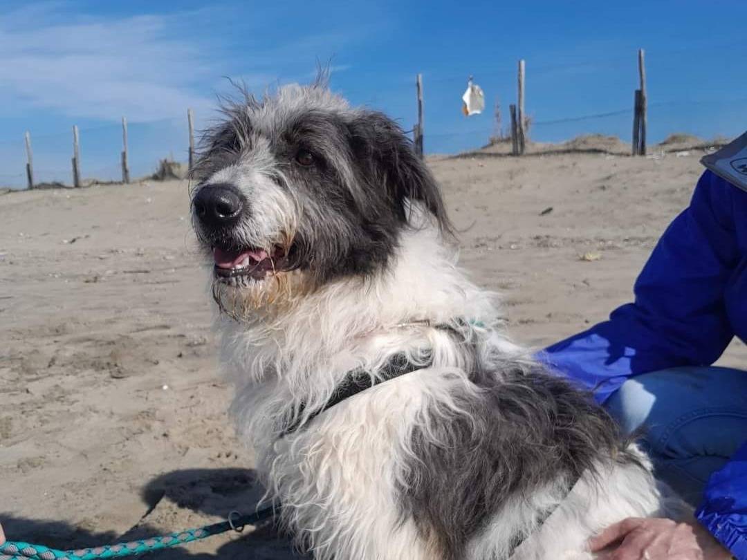 Adotta un cane, maschio, 2 anni  e 11 mesi , Caserta