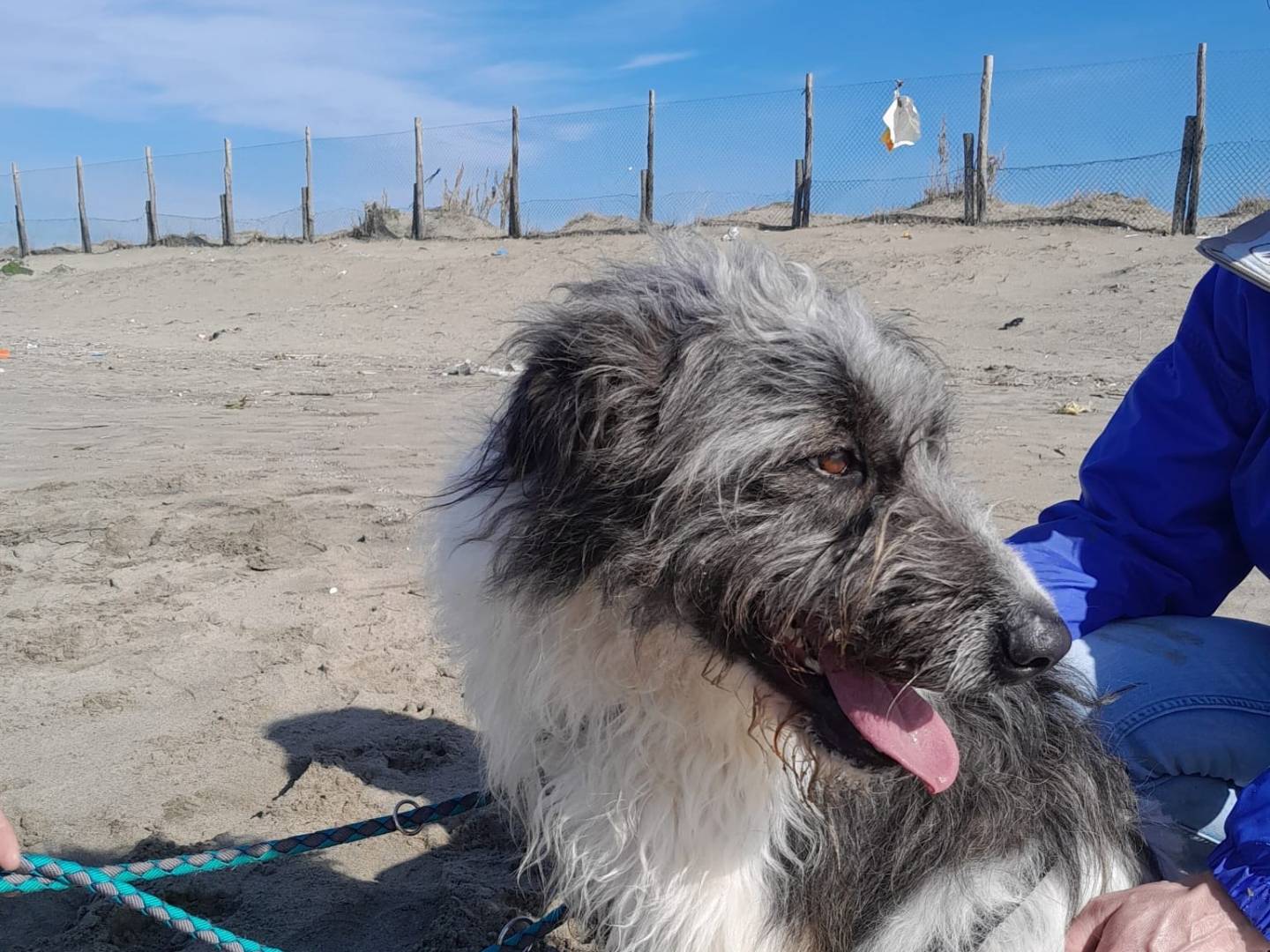 Adotta un cane, taglia grande, maschio, Caserta