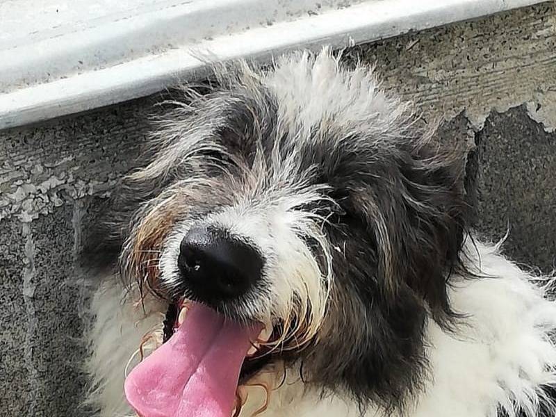 Vuoi adottare un cane a Caserta?